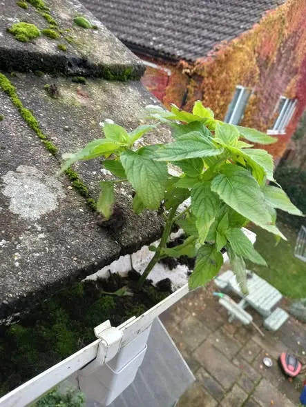Before - Gutter clearing job 3